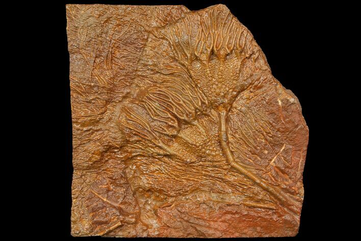 Silurian Fossil Crinoid (Scyphocrinites) Plate - Morocco #118543